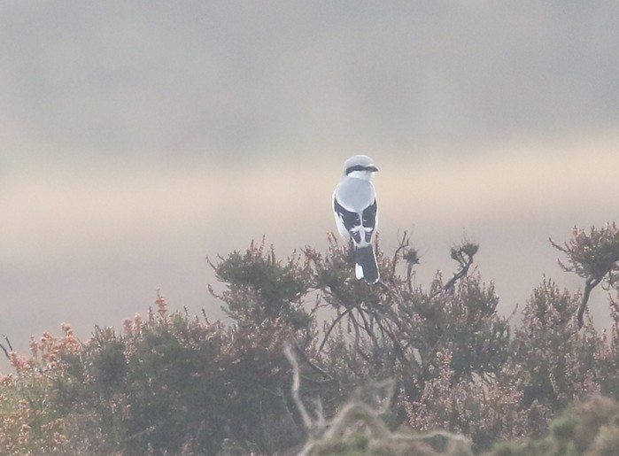 Great Grey Shrike