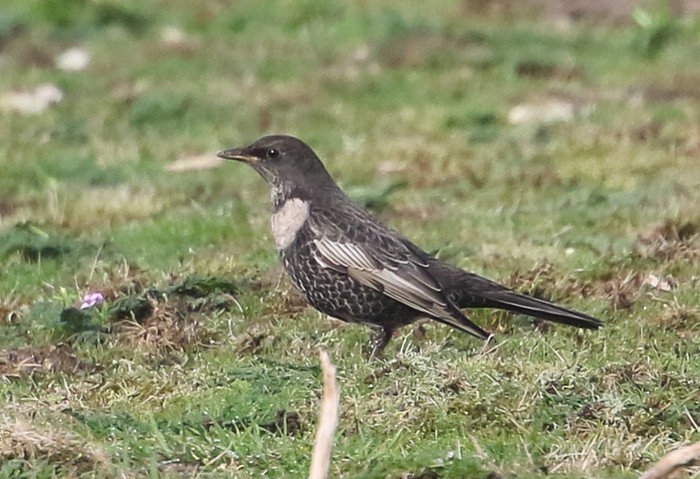 Ring Ouzel