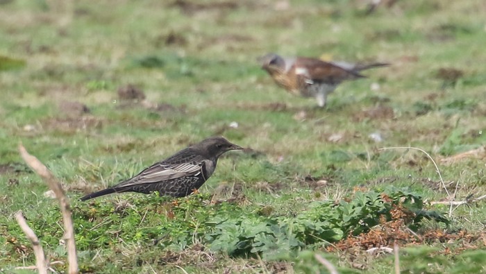 Ring Ouzel