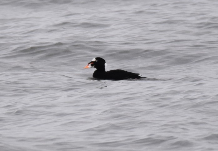 Surf Scoter