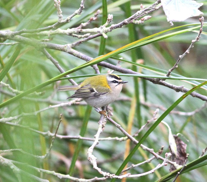 Firecrest