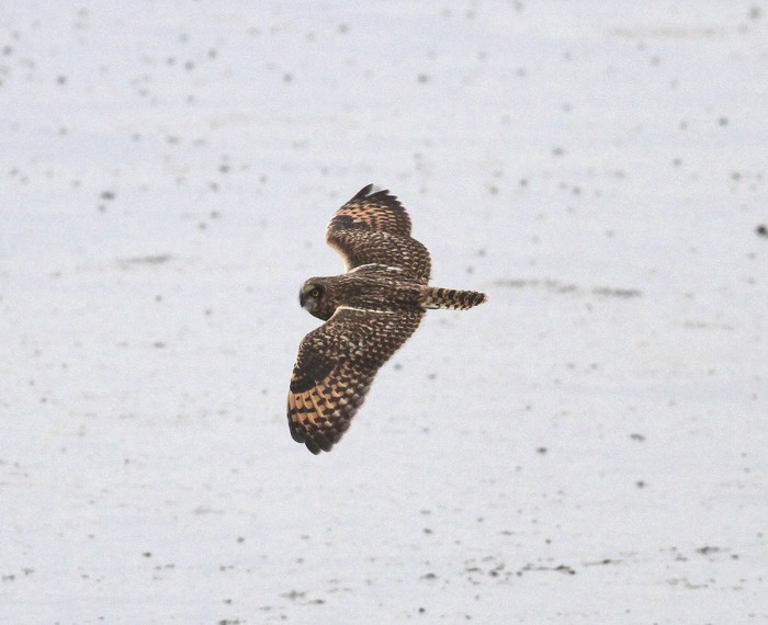 Short-eared Owl