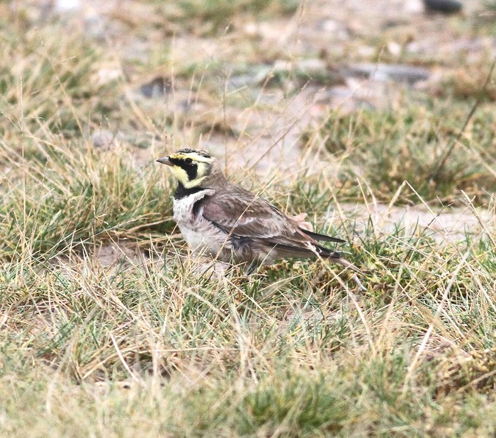 Shorelark