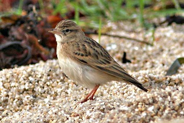 Short-toed Lark