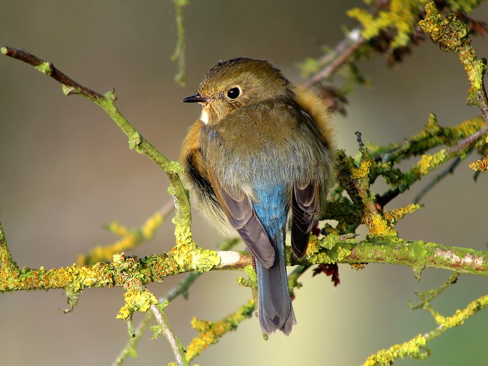 Red-flanked Bluetail