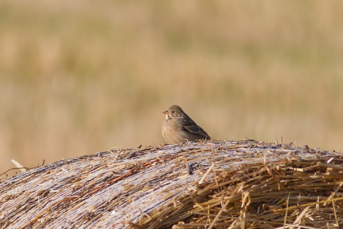 Ortolan Bunting