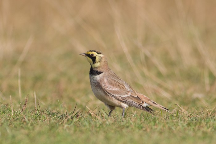 Shorelark
