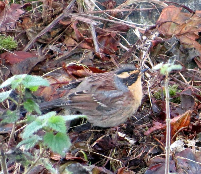 Siberian Accentor