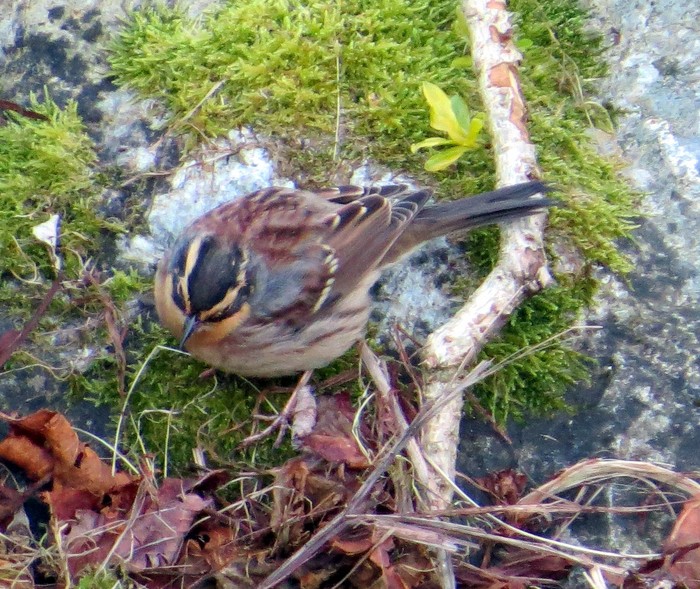 Siberian Accentor