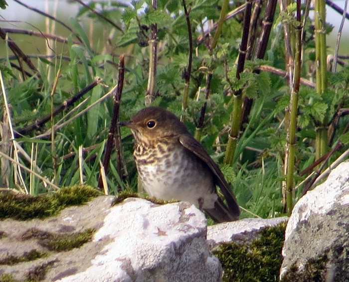 Swainson's Thrush