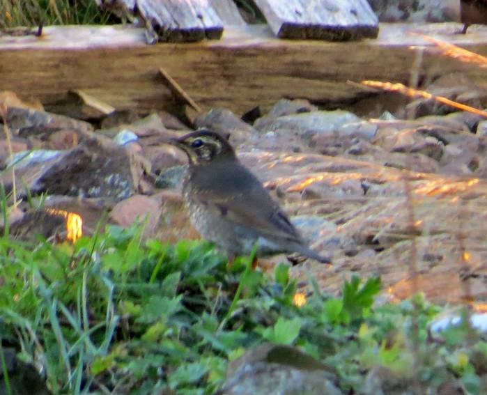 Siberian Thrush