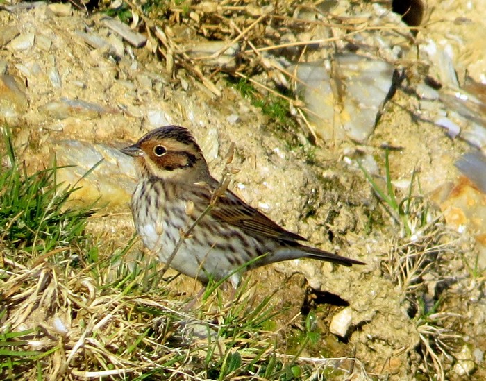 Little Bunting