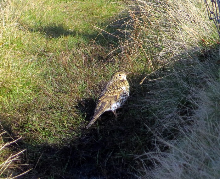 White's Thrush
