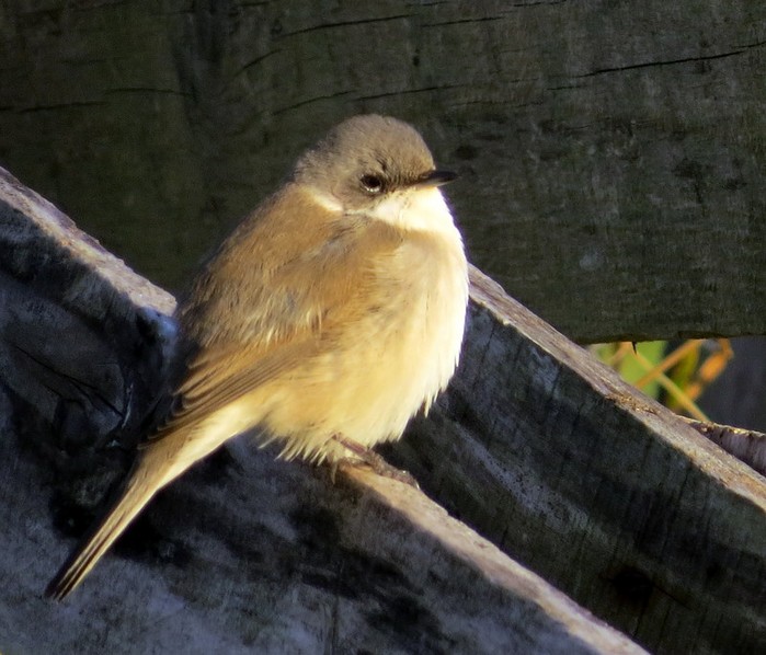 Desert Lesser Whitethroat