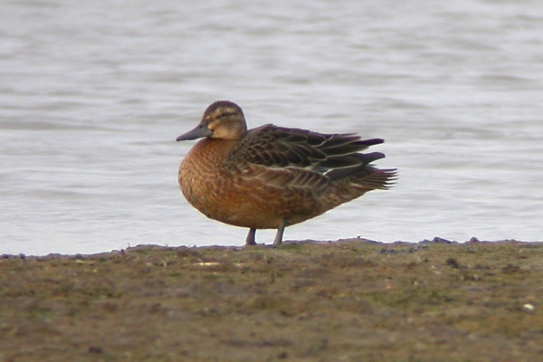 Garganey