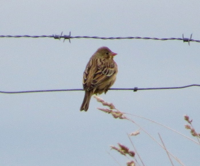 Ortolan Bunting