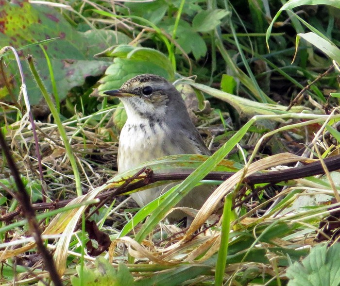 Bluethroat