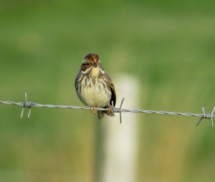 Little Bunting