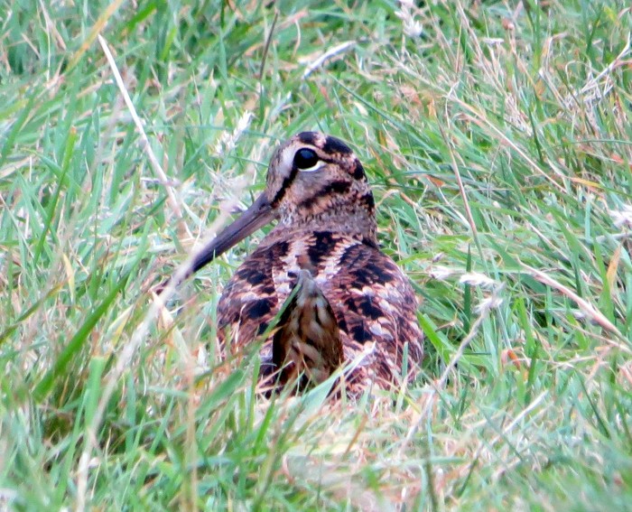 Woodcock