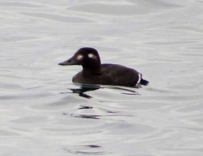 Velvet Scoter