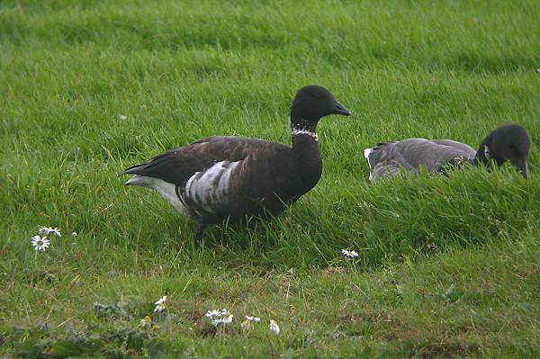 Black Brant
