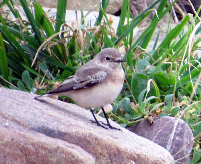 Pied Wheatear