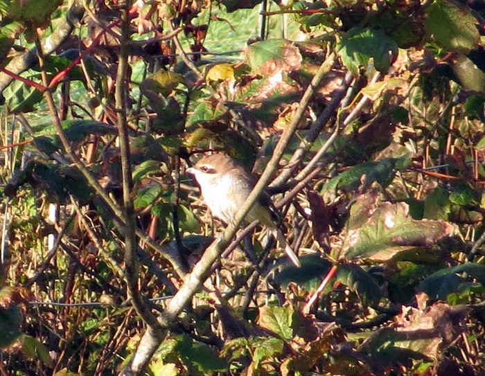 Brown Shrike
