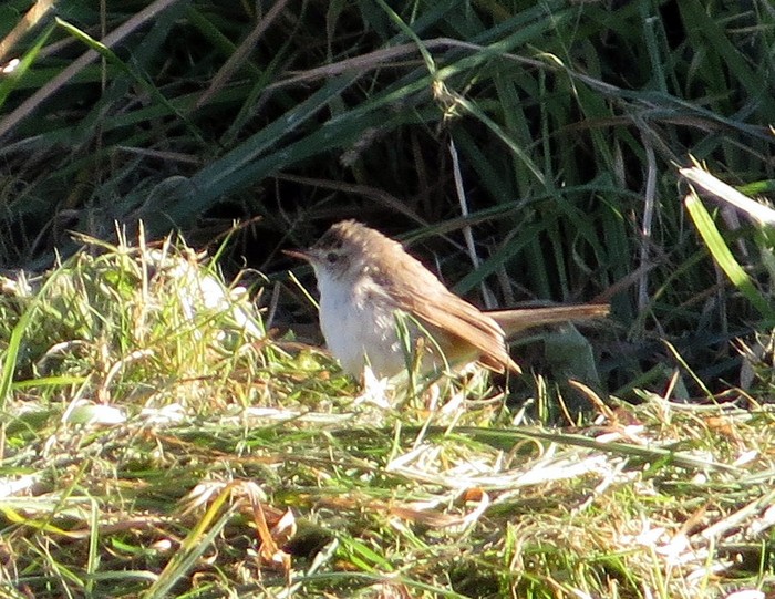 Paddyfield Warbler