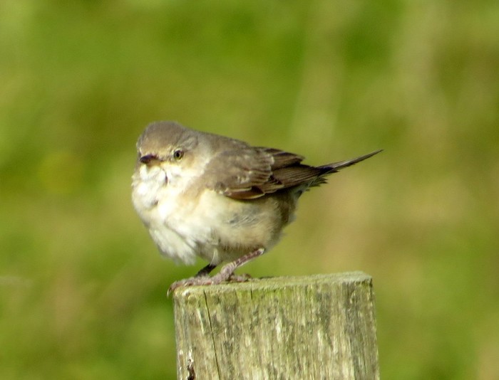 Barred Warbler