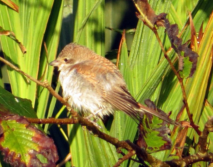 Red-backed Shrike