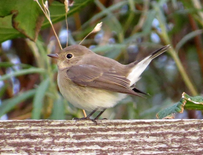 Red-breasted Flycatcher