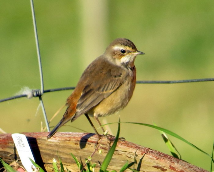 Bluethroat