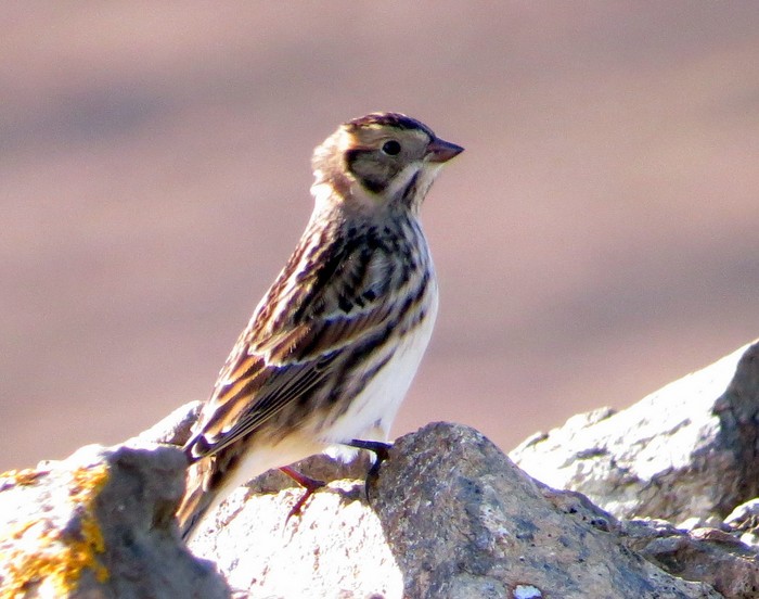 Lapland Bunting