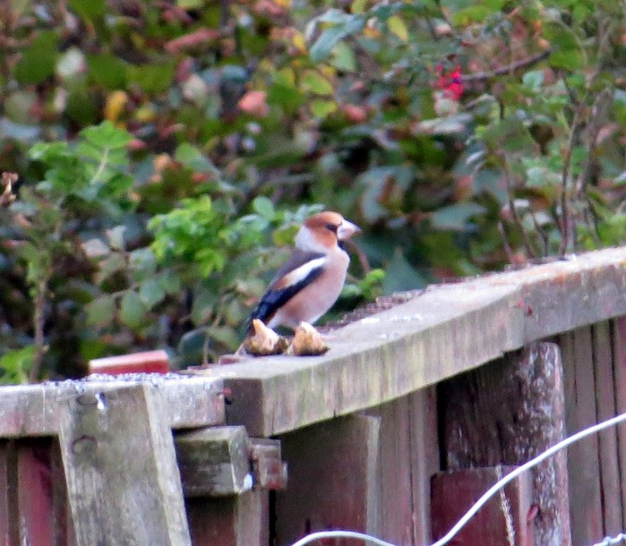 Hawfinch