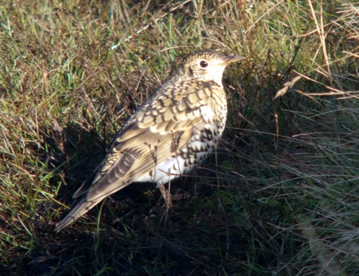 White's Thrush