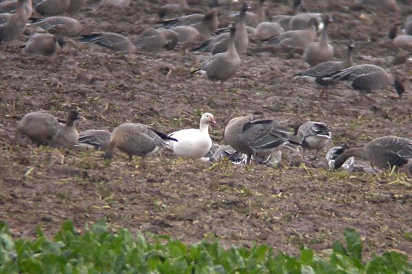 Lesser Snow Goose