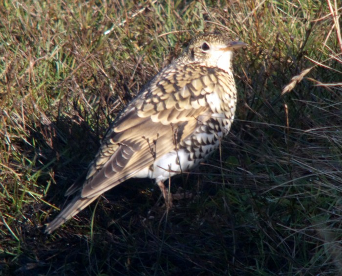 White's Thrush