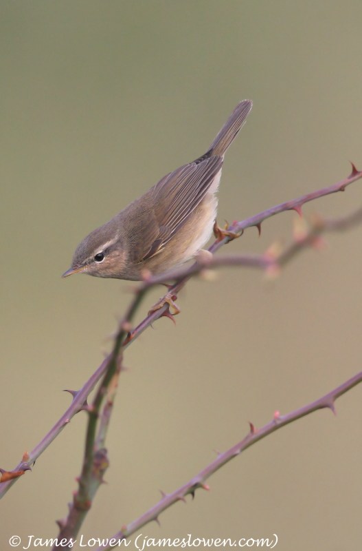 Dusky Warbler