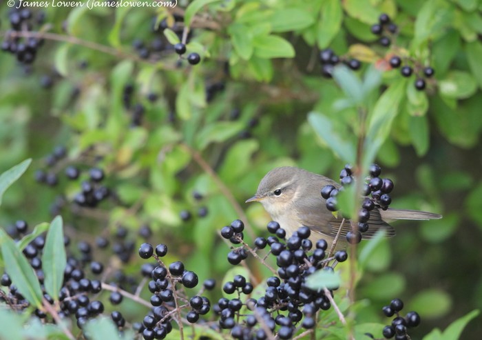 Dusky Warbler
