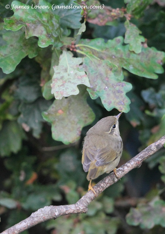 Radde's Warbler