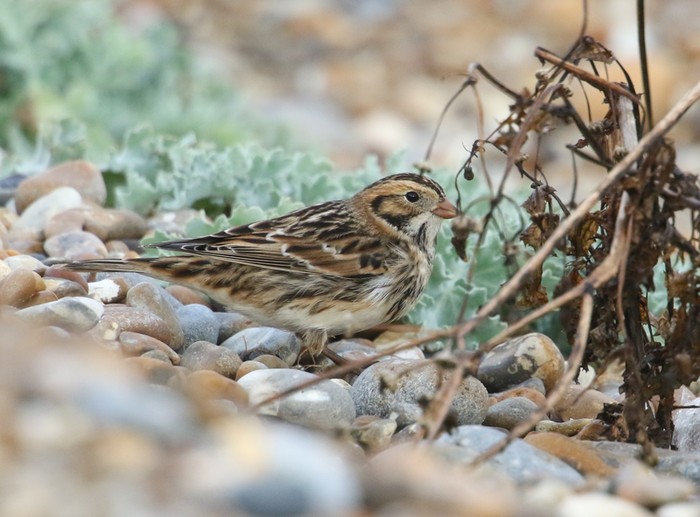 Lapland Bunting