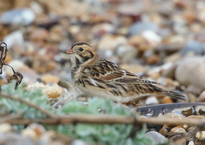 Lapland Bunting