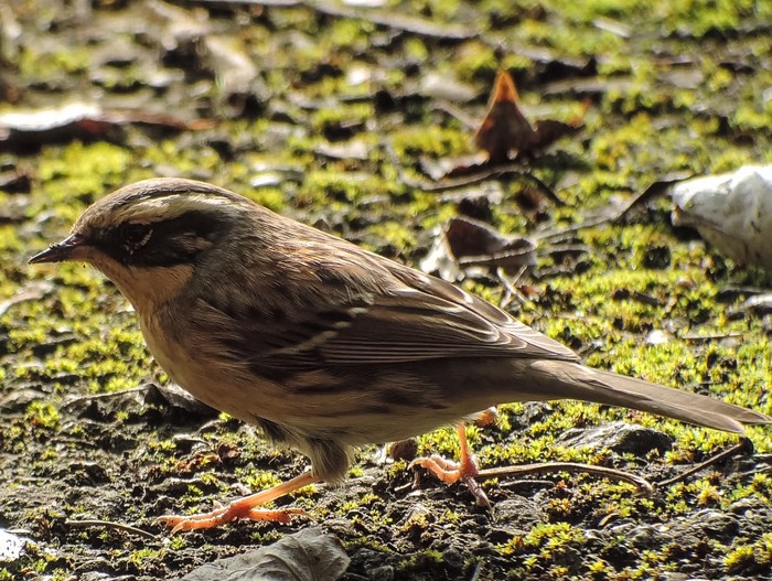 Siberian Accentor