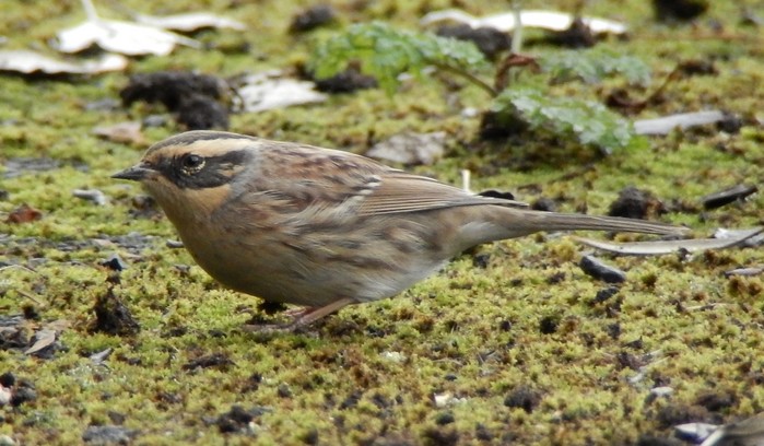 Siberian Accentor