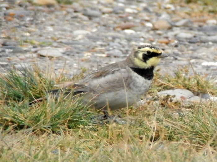 Shorelark