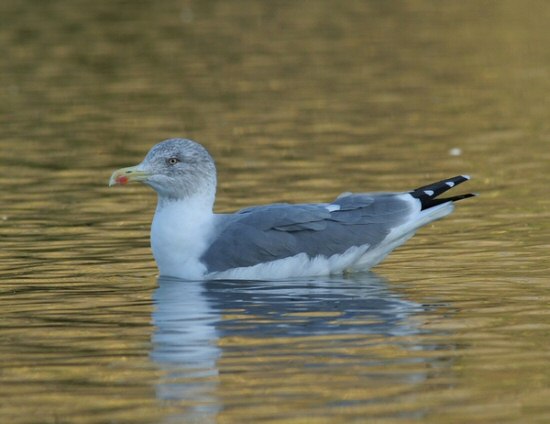 Yellow-legged Gull