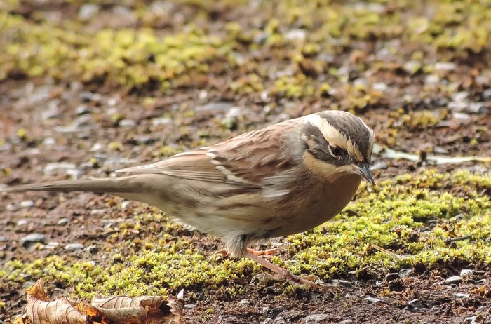 Siberian Accentor