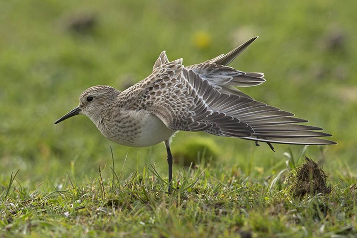 Baird's Sandpiper