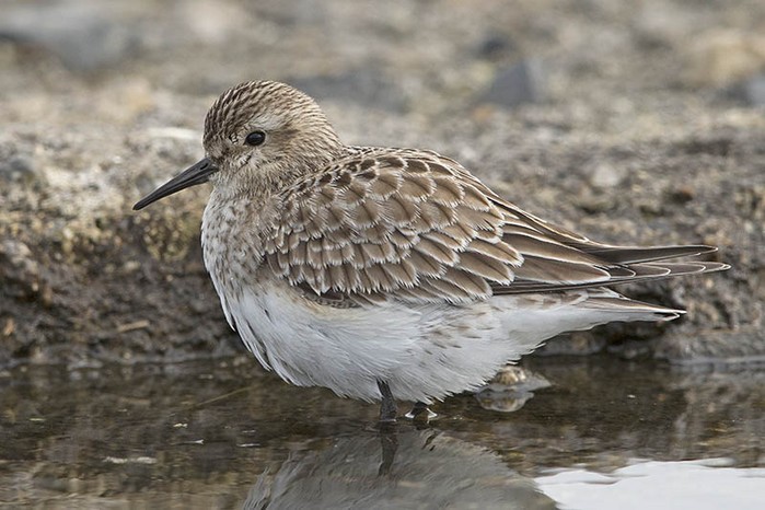 Baird's Sandpiper