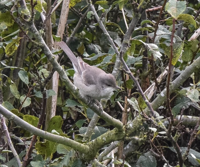 Barred Warbler